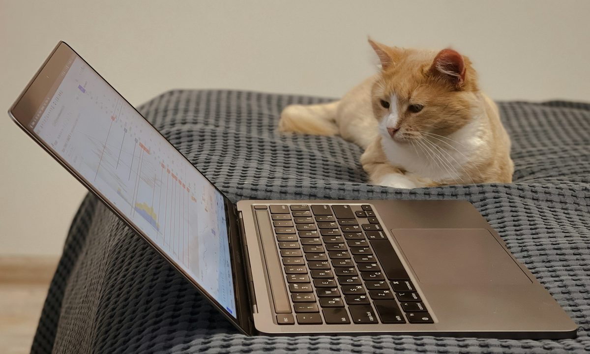 Gato frente al MacBook
