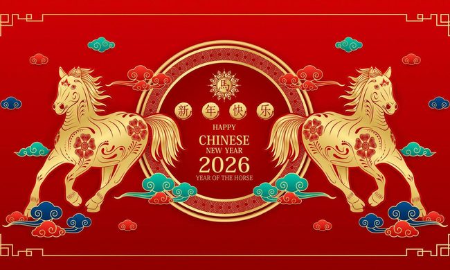 Animal, Horse, Mammal