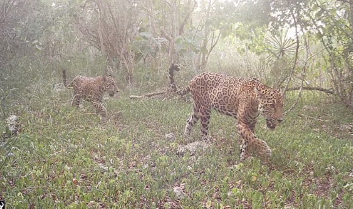 Animal, Cheetah, Mammal