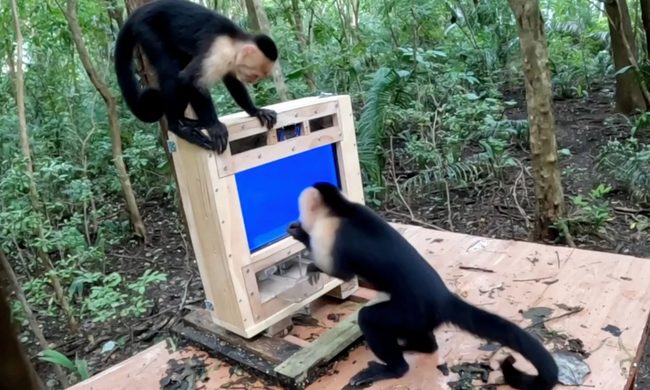 Animal, Mammal, Monkey