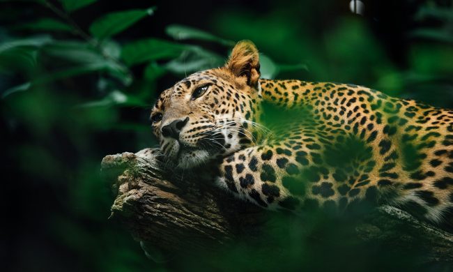 Animal, Mammal, Panther