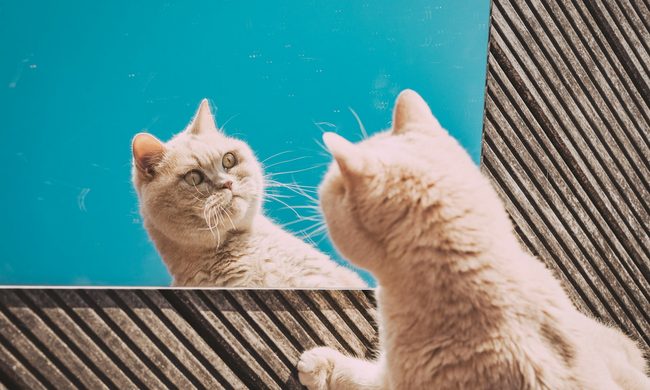 Gato meme