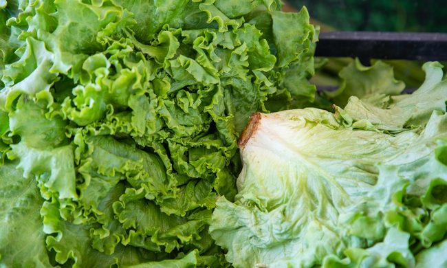 Food, Lettuce, Plant