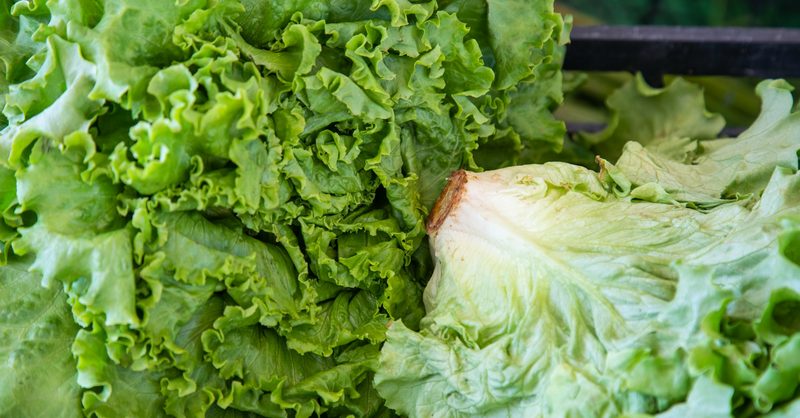 Ciclospora: el parásito que preocupa a EE.UU. y su relevancia para Costa Rica