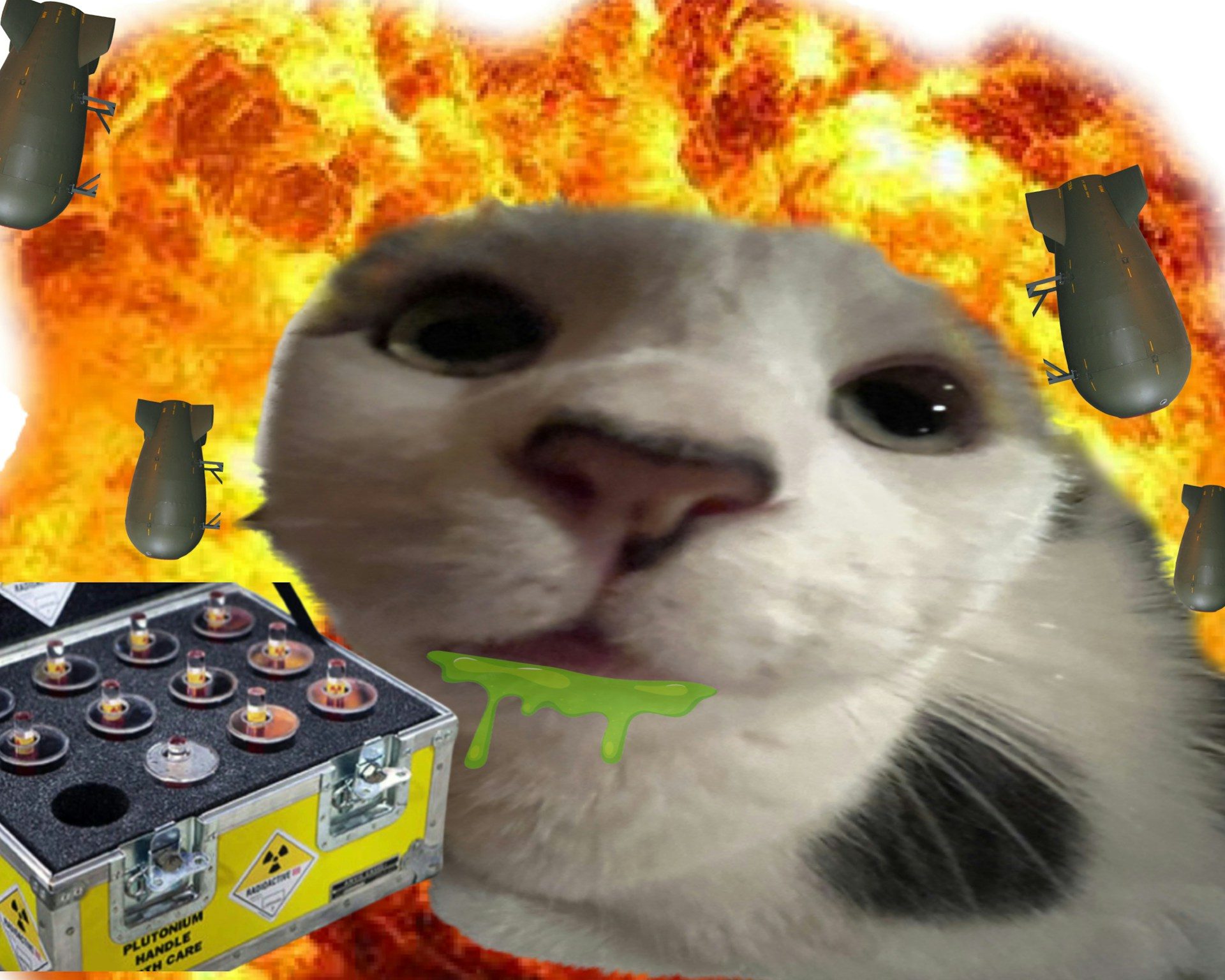 Animal, Cat, Mammal