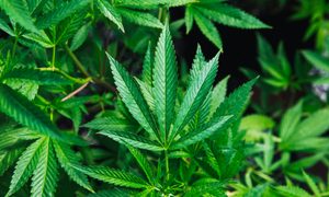 Plant, Leaf, Hemp