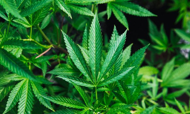 Plant, Leaf, Hemp