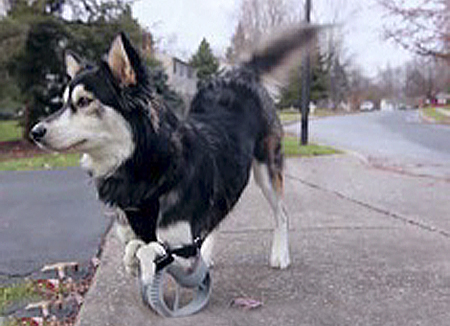 perro vuelve correr gracias unas protesis de impresora 3d legs stand main web