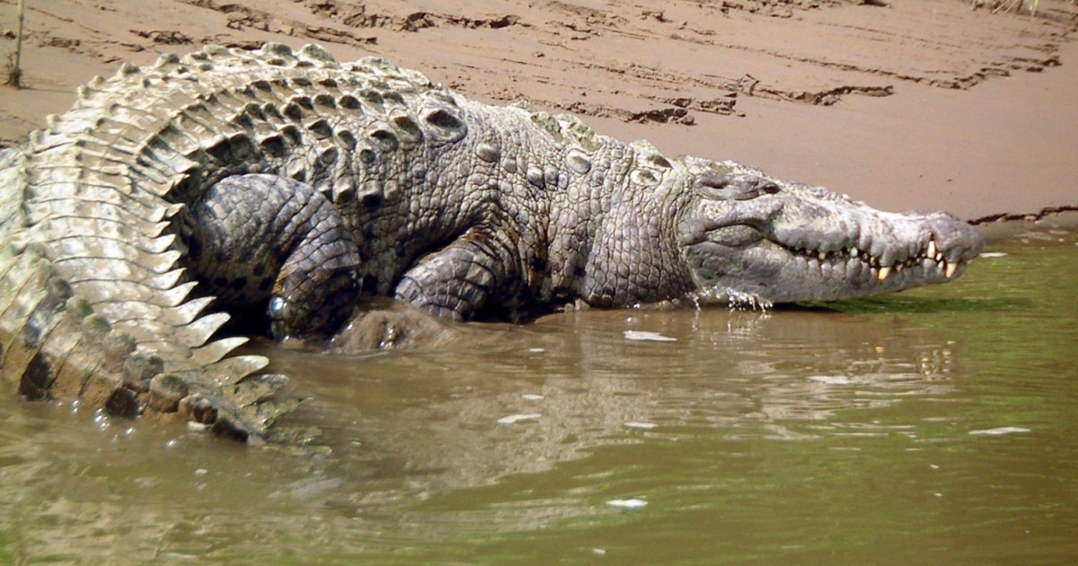 Fotógrafo australiano captura con una cámara GoPro ataque de poderoso  cocodrilo | Digital Trends Español