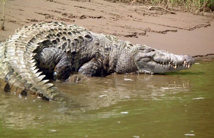 fotografo australiano captura con una gopro ataque de poderoso cocodrilo minolta digital camera