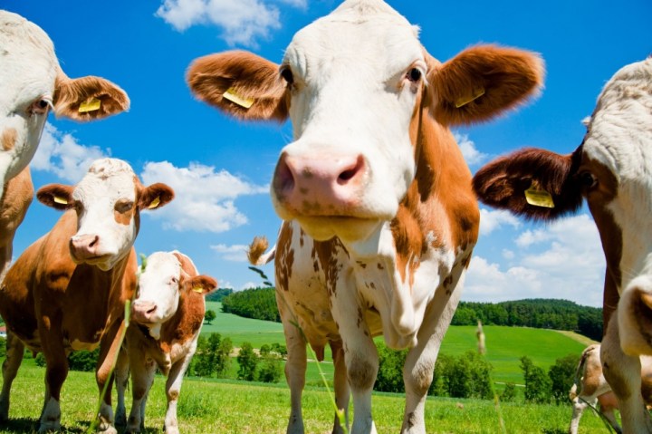 china construye fabrica clonar animales cloned cows 970x0