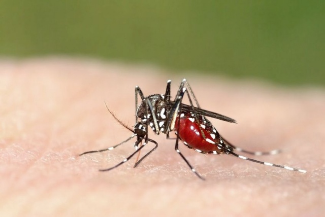controversial tecnologia gene drive podria detener virus zika mosquito 640x0
