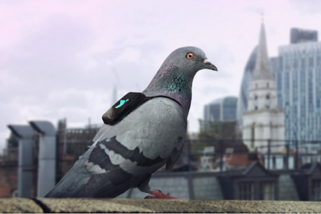 palomas con sensores para medir polucion del aire en londres pigeon