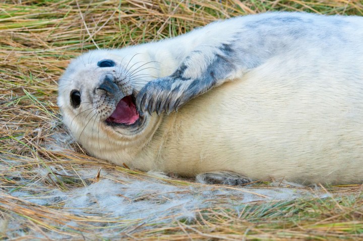 hacerse selfies con focas no es buena idea seal pup 1200x0