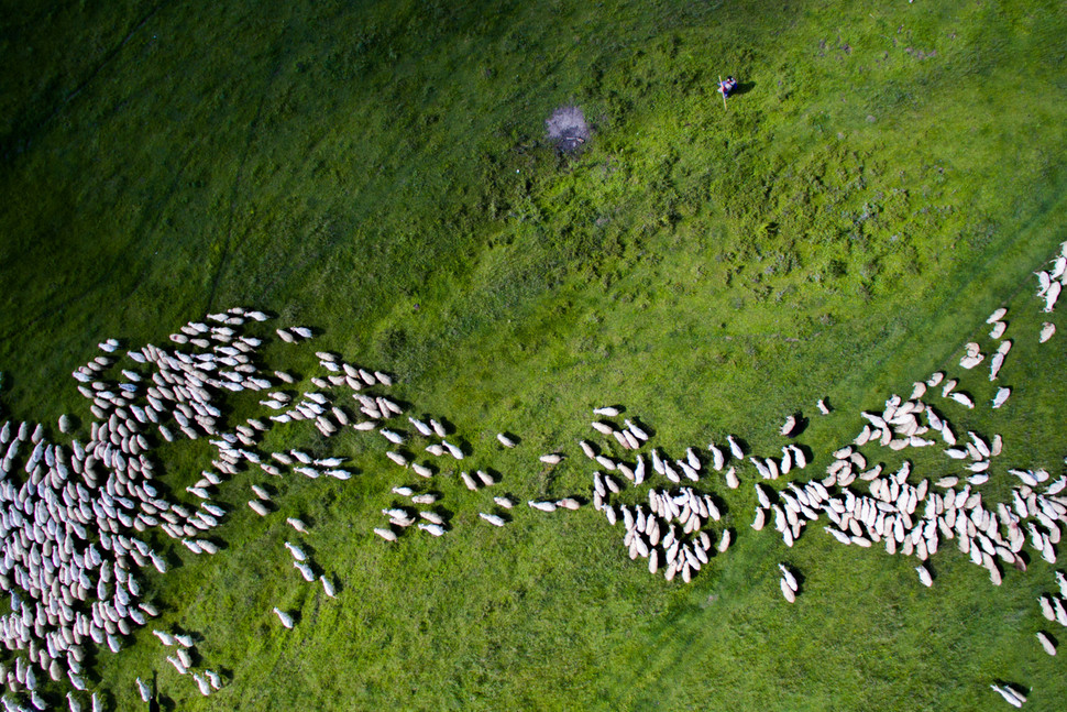 las 9 mejores imagenes realizadas por drones 2nd prize winner category nature wildife swarm by szabolcs ignacz 2 970x647 c