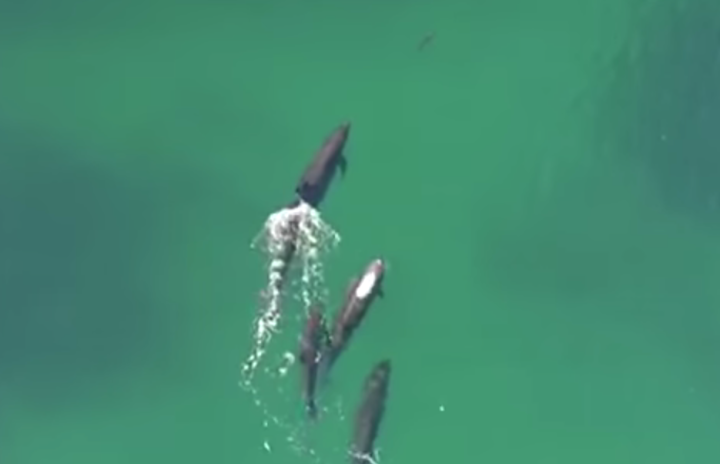 un dron graba a una ballena comiendose tiburon captura de pantalla 2016 07 24 las 20 39 54