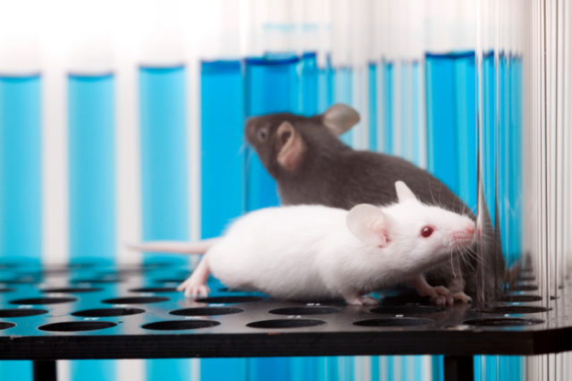 cientificos descubren evitar envecer laboratory mice