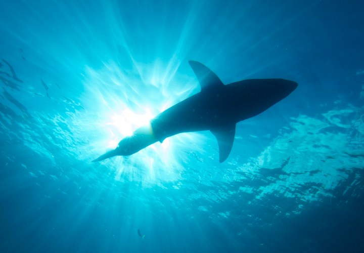 camara dron captura tiburon al asecho shark