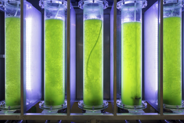 biocombustible de algas nuevo metodo biofuel