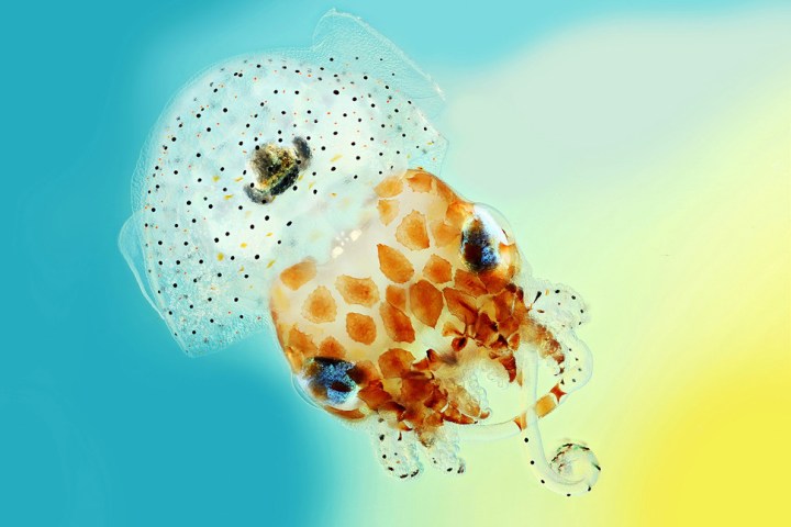 imagenes cientificas concurso b0011112 hawaiian bobtail squid 970x647 c