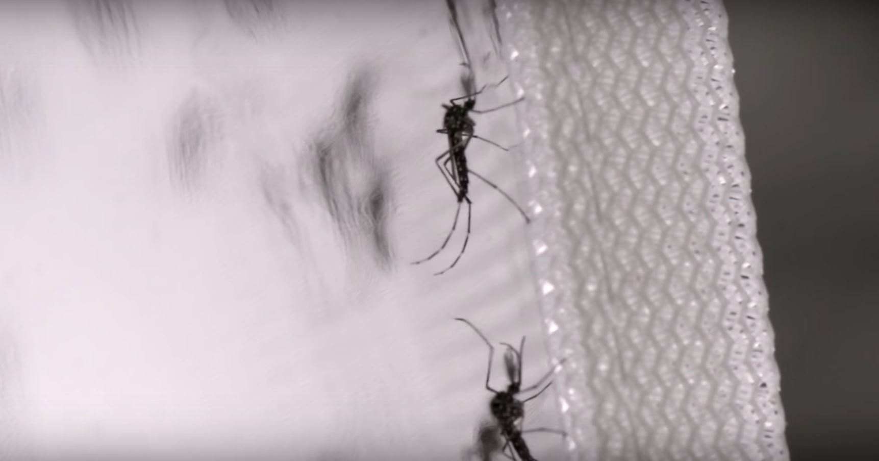 control mosquitos verily google insects2