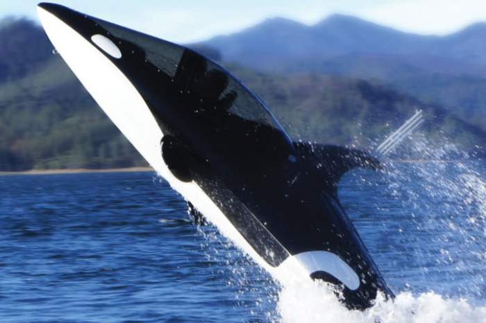 ballena asesina orca