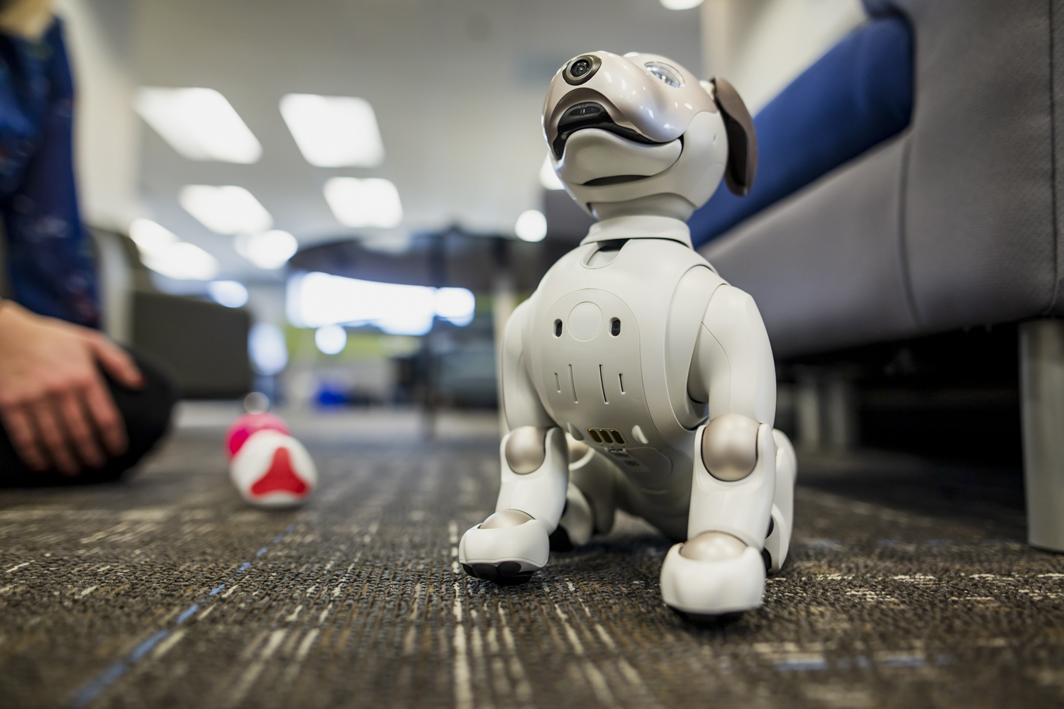 Se acuerdan de AIBO, el perro robot de Sony? - Digital Trends Español