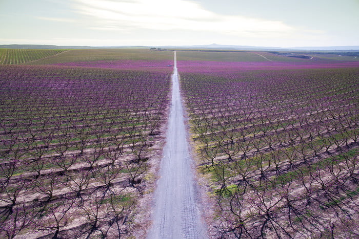 fotografia drones aerial picture taken with drone of a beautiful long straight road between the blooming trees during spring 