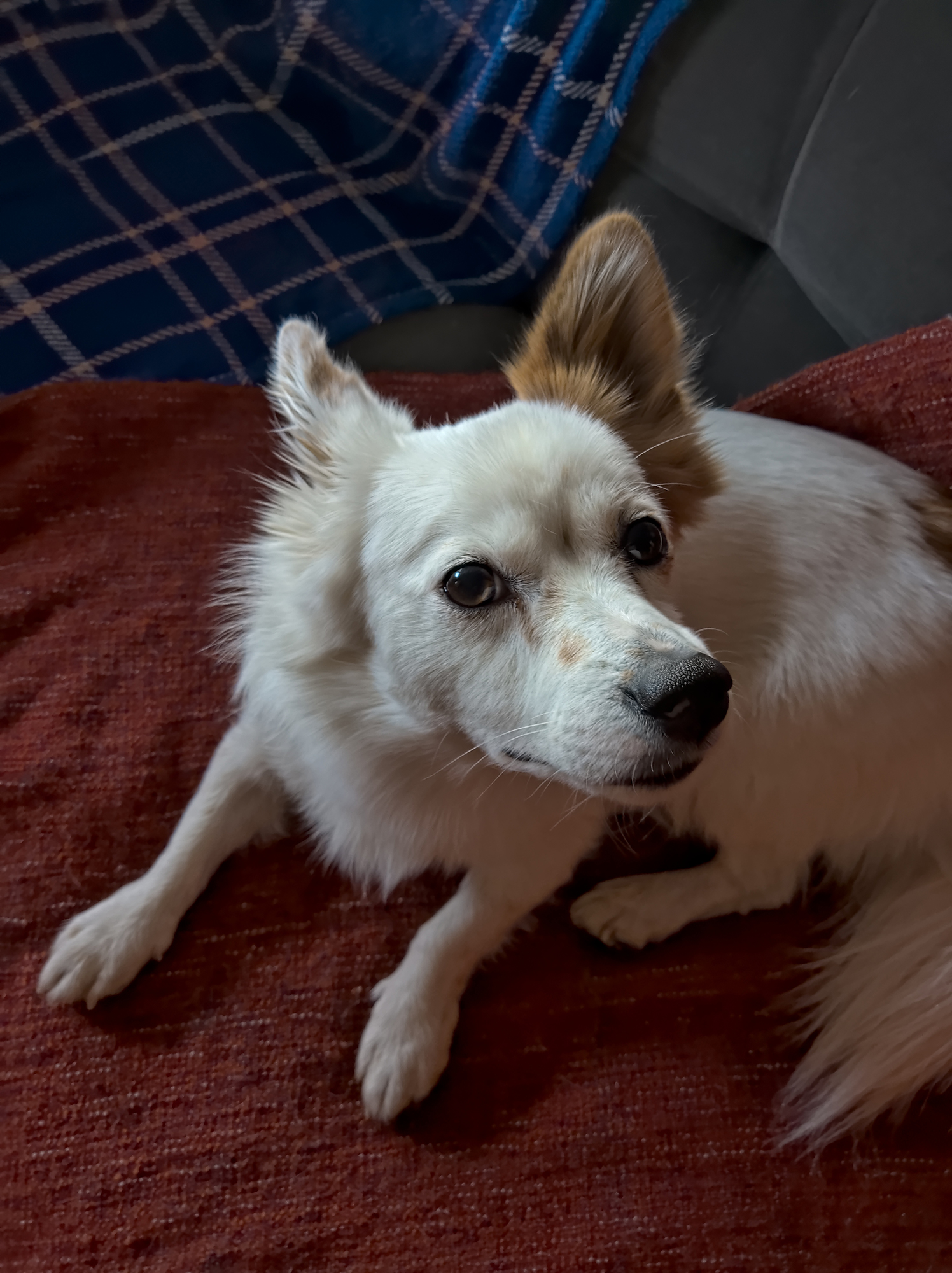 revision nokia 9 pureview sample dog