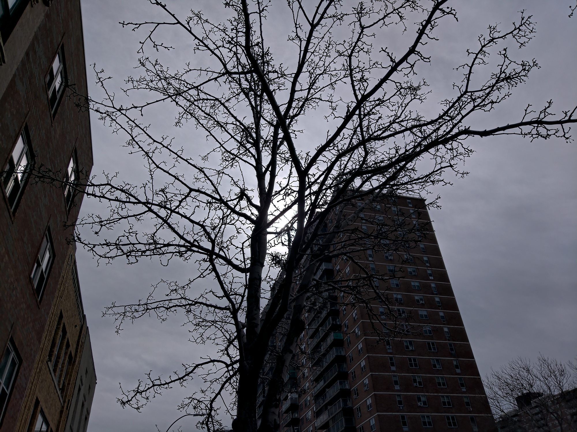 revision nokia 9 pureview tree