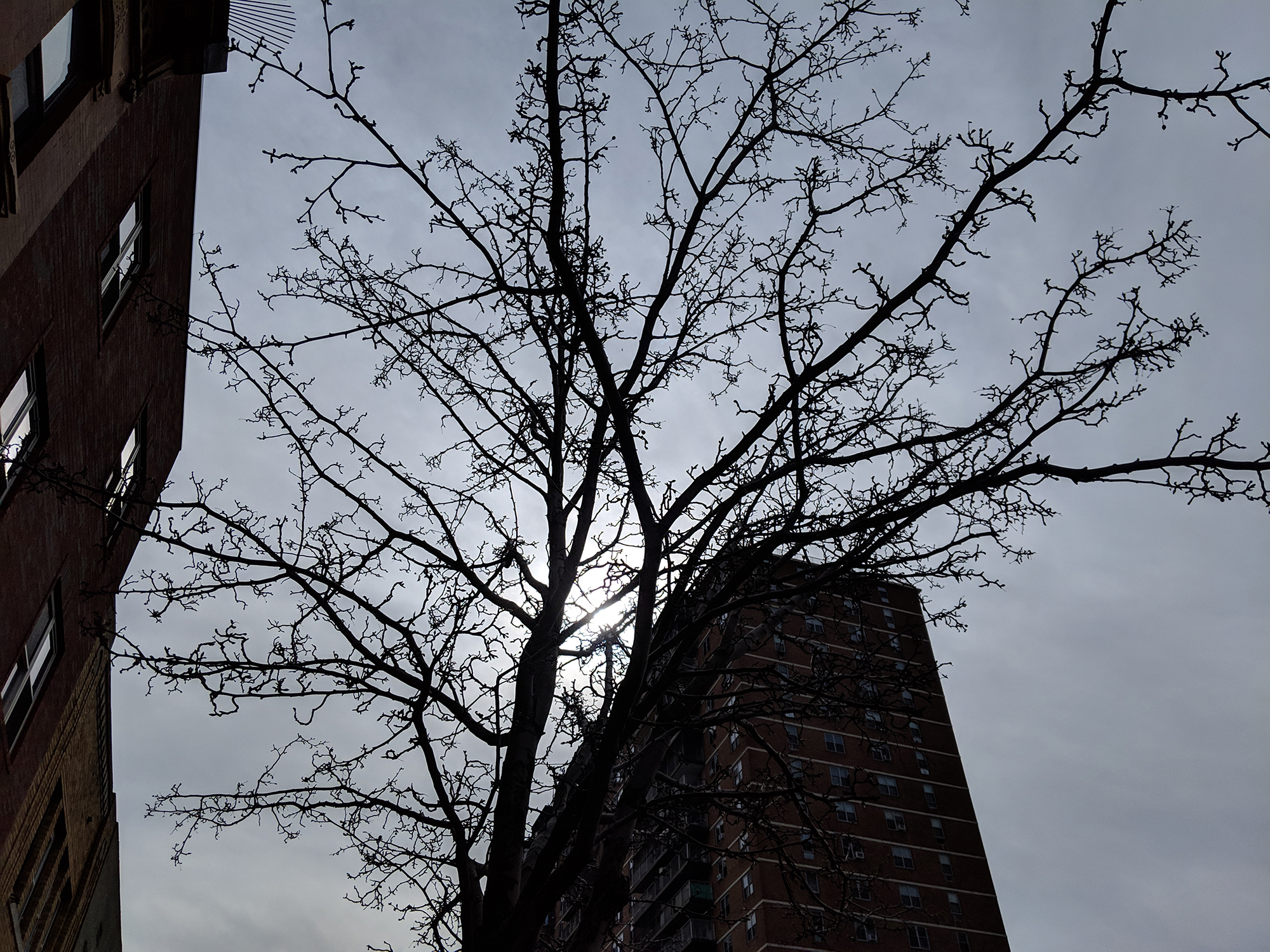 revision nokia 9 pureview tree pixel 3