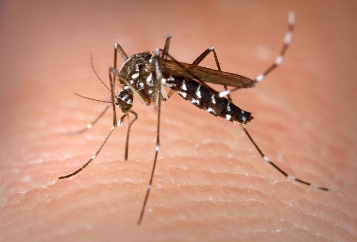 Este ingenioso dispositivo de Bzigo detecta y alerta la presencia de mosquitos