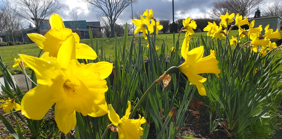 flores amarillas en un parque