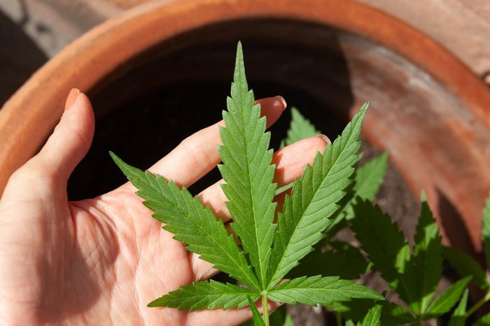 Una persona sostiene una planta de cannabis