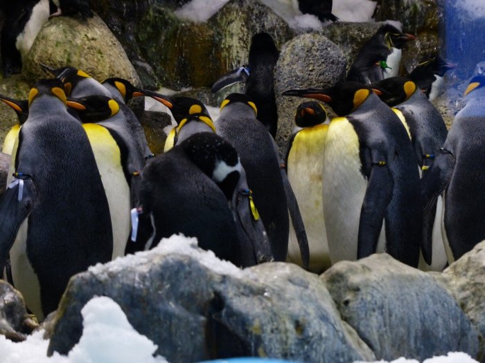 Descubren que heces de Pingüino crean gas de óxido nitroso