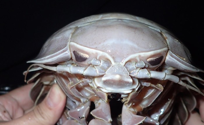 Identifican gigantesca especie de cucarachas marinas en Indonesia