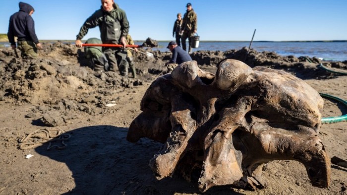 Esqueleto de mamut lanudo encontrado en Siberia
