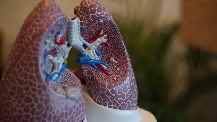 Un pulmón para ilustración médica