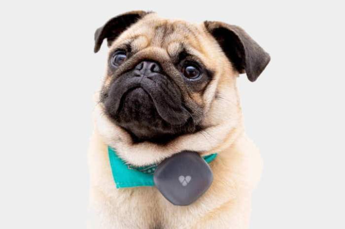 perro con el rastreador Findster Duo+ Pet Tracker puesto prendido a un collar verde