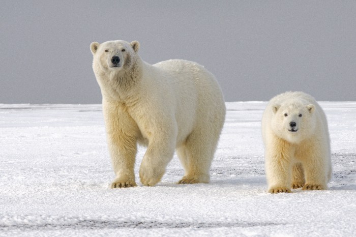 Una pareja de osos polares caminan sobre la nieve