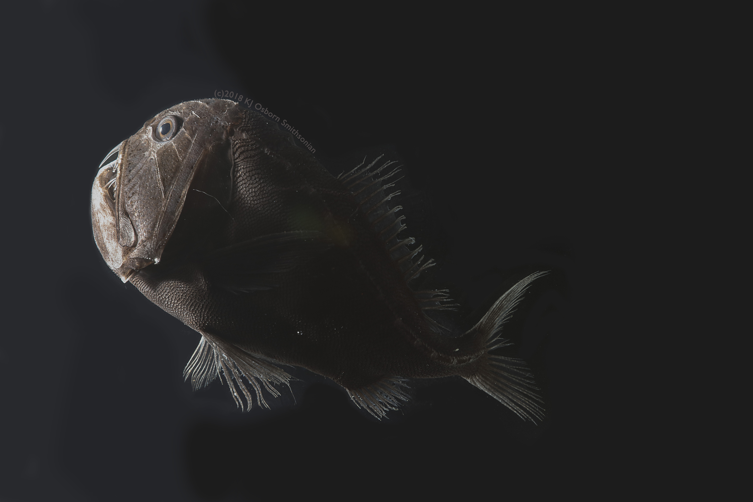 Anoplogaster cornuta. Este pez fue liberado el día después de ser atrapado en una red de arrastre.
