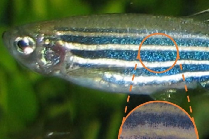 modelo matematico pez cebra rayas okk