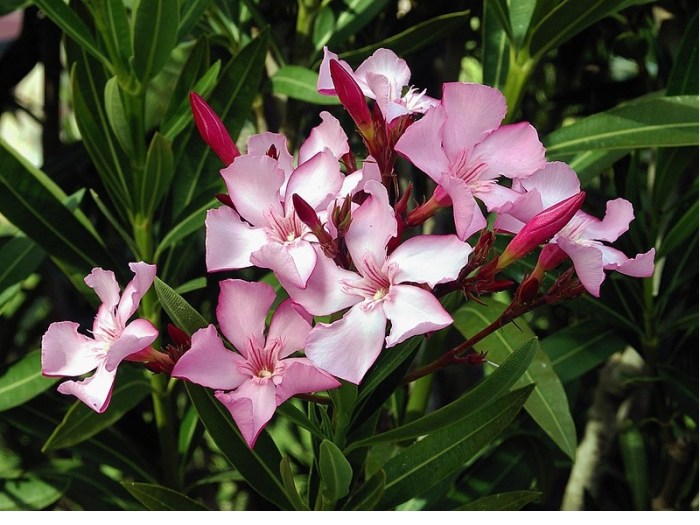 La planta Nerium oleander, también llamada adelfa
