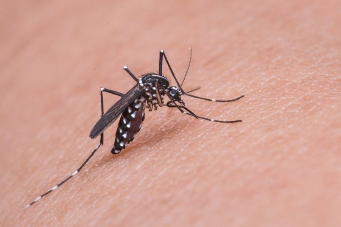 La imagen muestra un Mosquito posado sobre piel humana.