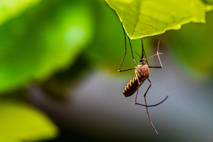 Un mosquito que transmite la malaria