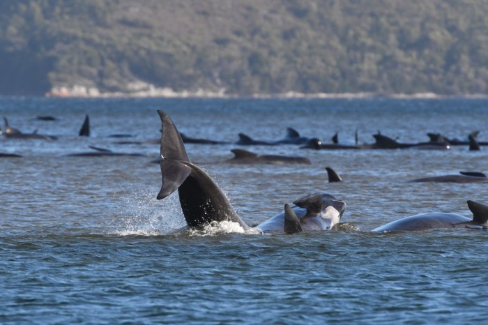 La imagen muestra un grupo de ballenas varadas en la costa de Tasmania.