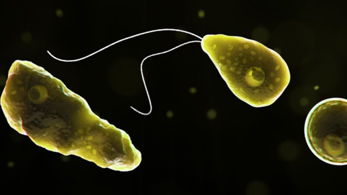 La imagen muestra la llamada "ameba comocerebros" encontrada en Texas.