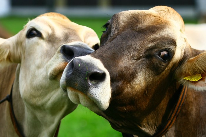 Dos vacas miran a la cámara