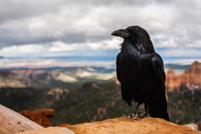 Un cuervo negro en un desierto