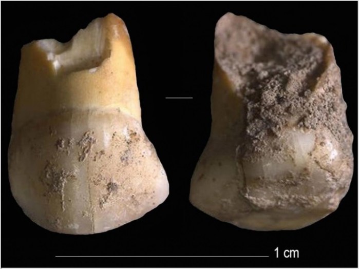 diente de leche de un neandertal que vivió hace 48,000 años, encontrado en Italia